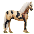 Cheval de selle Frison Noir