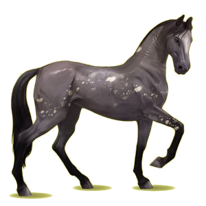 Cheval de selle Akhal-Téké Alezan