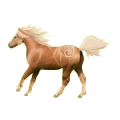 Cheval de selle Arabe Gris Clair
