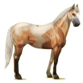Cheval de selle Paint Horse Pie Tobiano Alezan Brûlé
