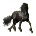 Cheval de selle Arabe Gris Pommelé