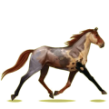 Cheval de selle Trotteur Français Alezan
