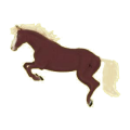Cheval de selle Pur-Sang Anglais Bai