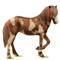 Cheval de selle Camargue Gris Clair