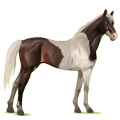Cheval de selle Pur-Sang Anglais Isabelle