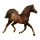 Cheval de selle Arabe Alezan Brûlé