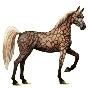Cheval de selle Arabe Alezan Brûlé Crins Lavés
