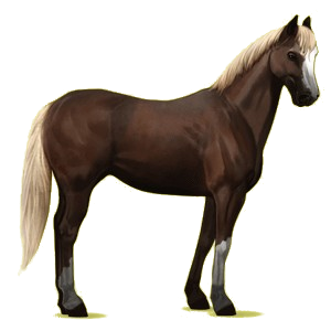 Cheval de selle Quarter Horse Gris Pommelé