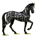 Cheval de selle Akhal-Téké Noir