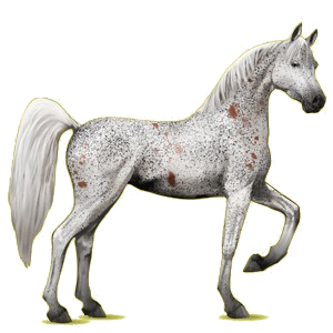 Cheval de selle Arabe Alezan