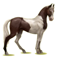 Cheval de selle Marwari Alezan Crins Lavés