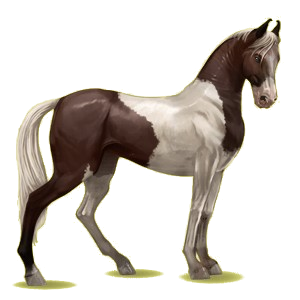 Cheval de selle Marwari Alezan Crins Lavés