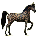 Cheval de selle Arabe Gris Clair