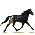 Cheval de selle Trotteur Américain Bai
