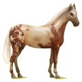 Cheval de selle KWPN Rouan