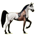 Cheval de selle Arabe Gris Truité