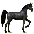 Cheval de selle Arabe Bai Cerise