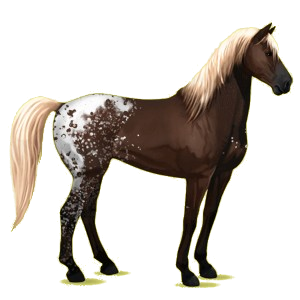Cheval de selle Mustang Gris Clair