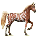 Cheval de selle Arabe Gris Clair