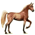 Cheval de selle Arabe Bai