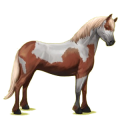 Poney Quarter Pony Pie Tobiano Alezan