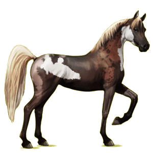 Cheval de selle Arabe Alezan