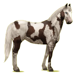 Cheval de selle Paint Horse Pie Alezan Overo