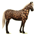 Cheval de selle Paint Horse Pie Tobiano Palomino