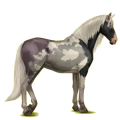 Cheval de selle Lipizzan Bai Brûlé
