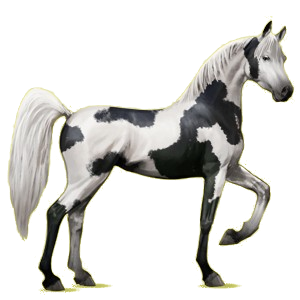 Cheval de selle Arabe Alezan