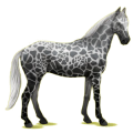 Cheval de selle Anglo-Arabe Alezan
