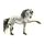Cheval de selle Arabe Gris Pommelé