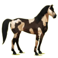 Cheval de selle Mustang Noir