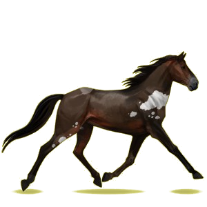 Cheval de selle Trotteur Français Bai