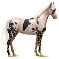 Cheval de selle Hanovrien Alezan