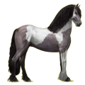 Cheval de selle Frison Noir