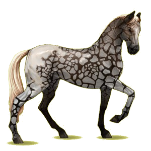 Cheval de selle Akhal-Téké Gris Pommelé