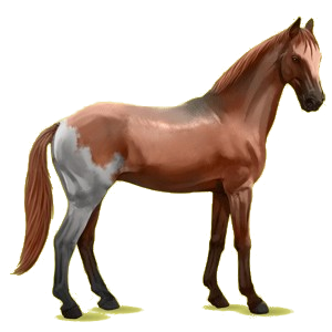 Cheval de selle Selle Français Alezan