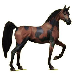 Cheval de selle Arabe Gris Clair