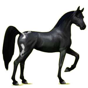 Cheval de selle Arabe Rouan