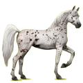 Pégase de selle Arabe Gris Clair