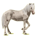 Cheval de selle Camargue Gris Pommelé
