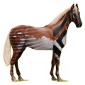 Cheval de selle Bai