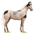 Cheval de selle KWPN Gris Pommelé