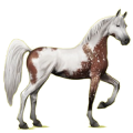 Cheval de selle Arabe Gris Clair