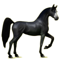 Cheval de selle Alezan Brûlé Crins Lavés