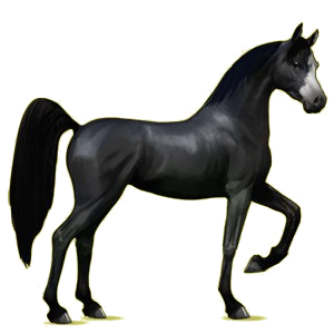 Cheval de selle Arabe Alezan Brûlé Crins Lavés