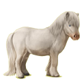 Poney Shetland Gris Pommelé
