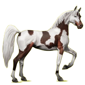 Cheval de selle Arabe Alezan