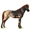 Poney Cremello
